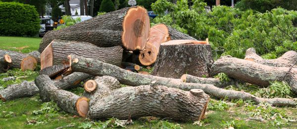 Large Tree Removal in Longview