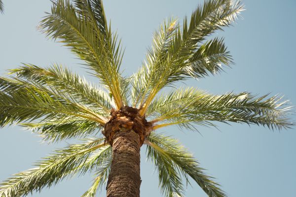 Palm Tree Removal in Longview