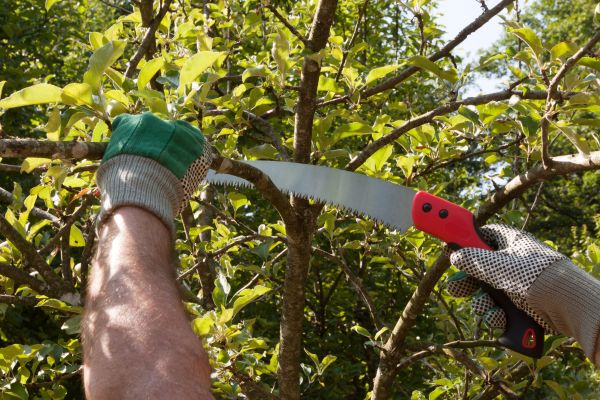 Small Tree Removal in Longview