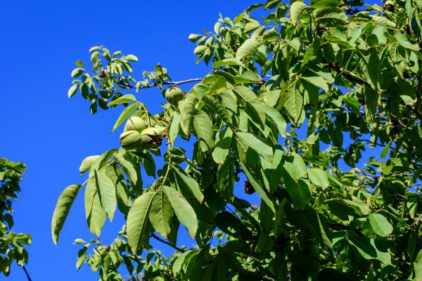 Cost of Walnut Tree Removal in Longview