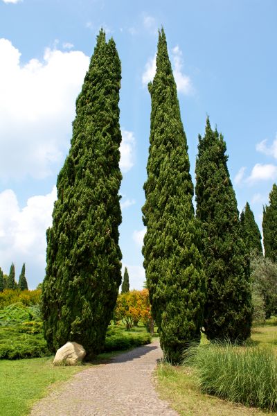 Cost of Cypress Tree Removal in Longview