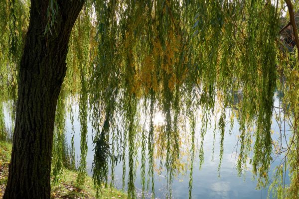 Cost of Willow Tree Removal in Longview