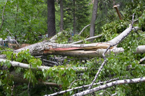 Birch Tree Removal in Longview