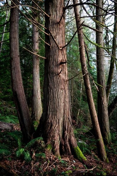 Cost of Cedar Tree Removal in Longview
