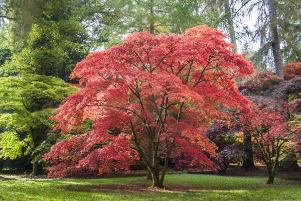 Cost of Maple Tree Removal in Longview