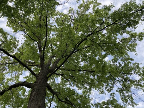 Cost of Oak Tree Removal in Longview