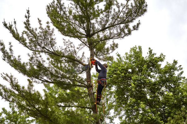 Cost of Pine Tree Removal in Longview