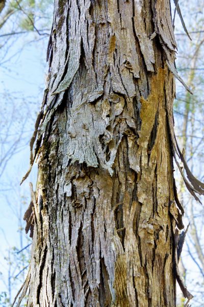 Hickory Tree Removal in Longview