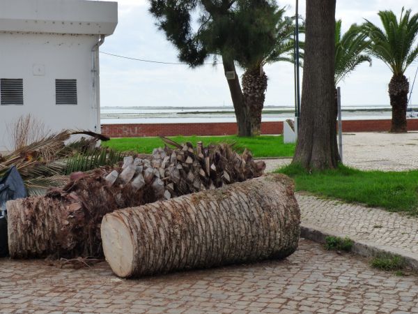 Palm Trees Removal in Longview