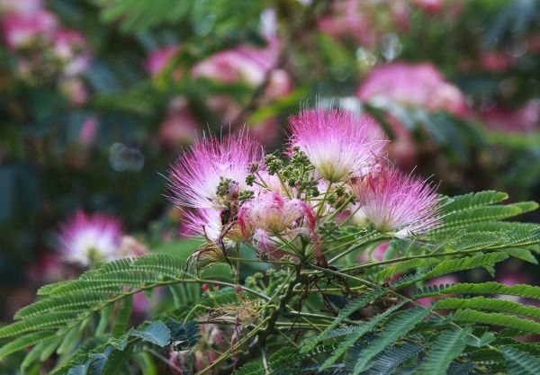 Mimosa Tree Removal in Longview