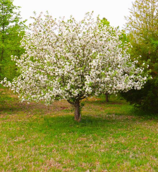 Dogwood Tree Removal in Longview