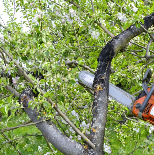 Apple Tree Removal in Longview