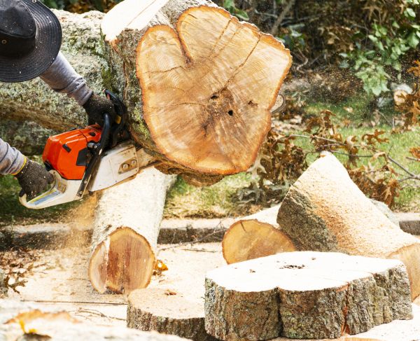 Tree Removal Service in Longview