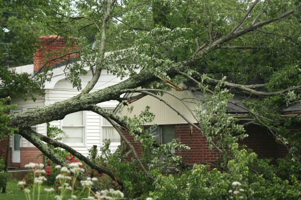 Emergency Tree Removal in Longview