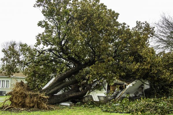 Fallen Tree Removal in Longview
