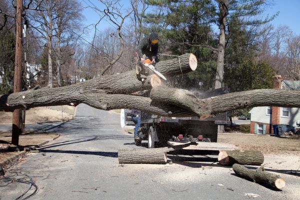 Cost of Residential Tree Removal in Longview