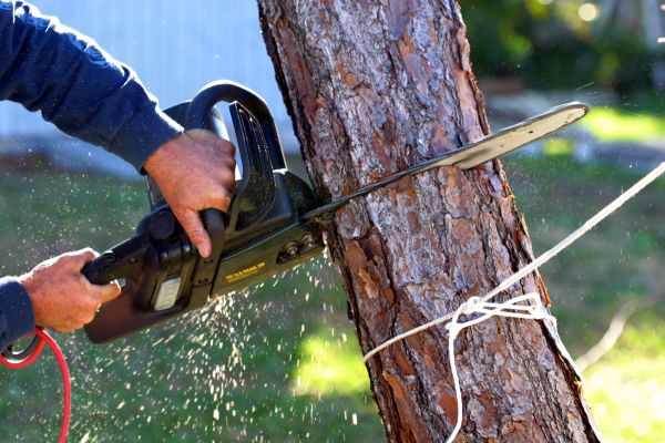 Dead Tree Removal in Longview