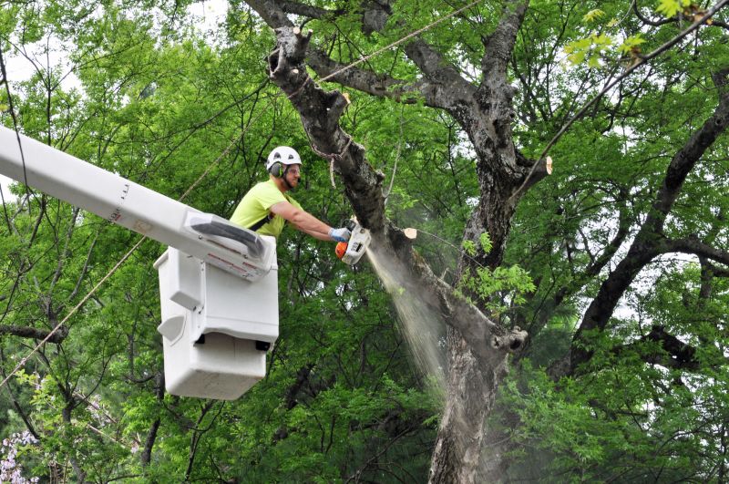 Tree Removal Planning