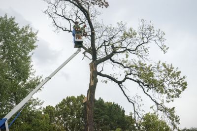Local Tree Removal Companies